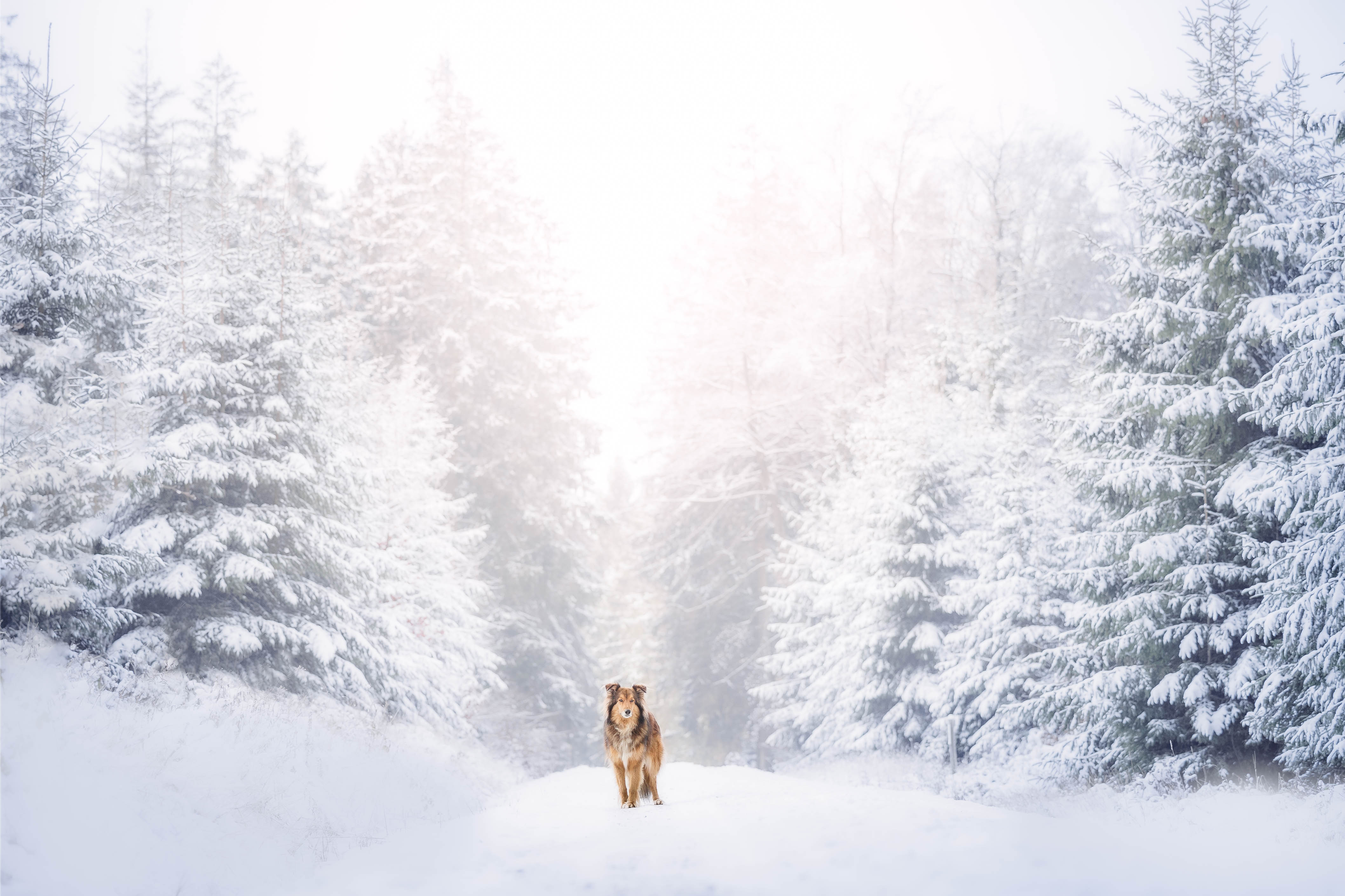 _K6A1553-Bearbeitet