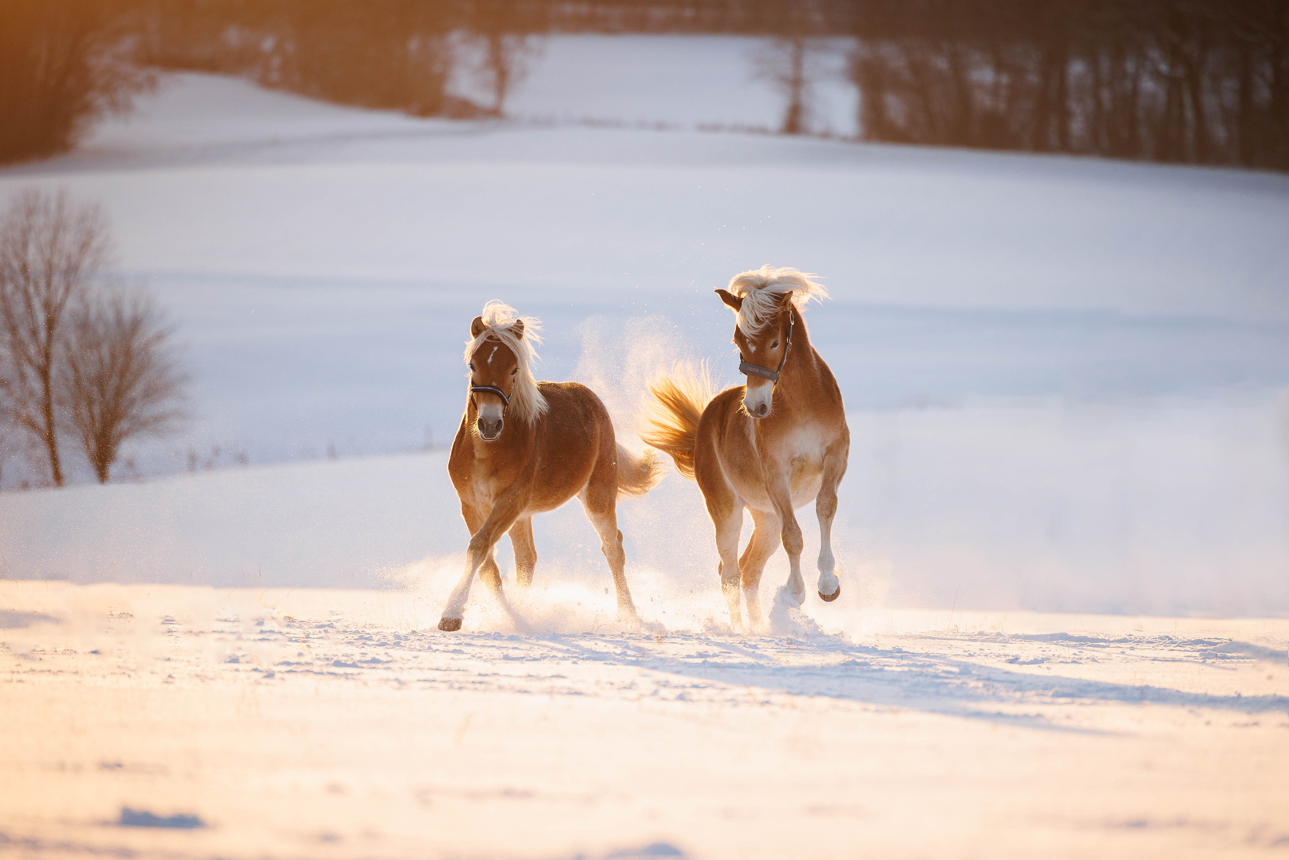 _K6A2655-Bearbeitet