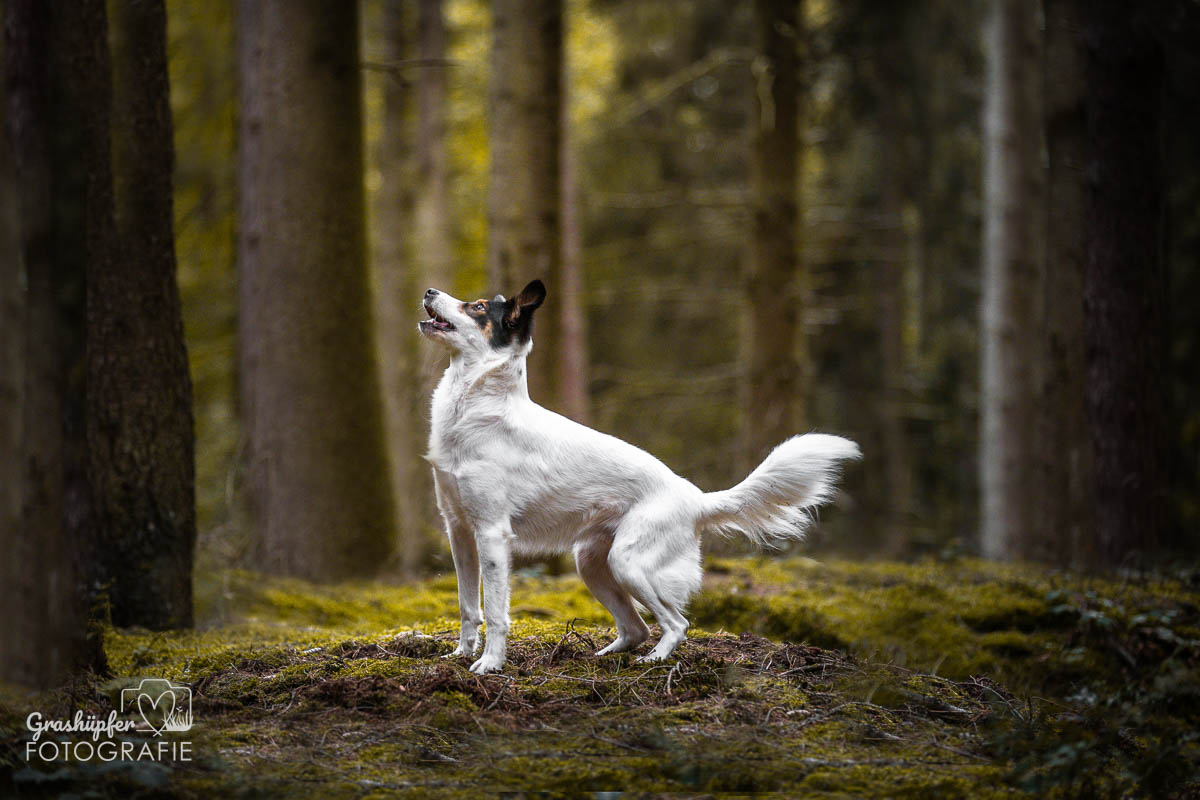 _K6A5422-Bearbeitet