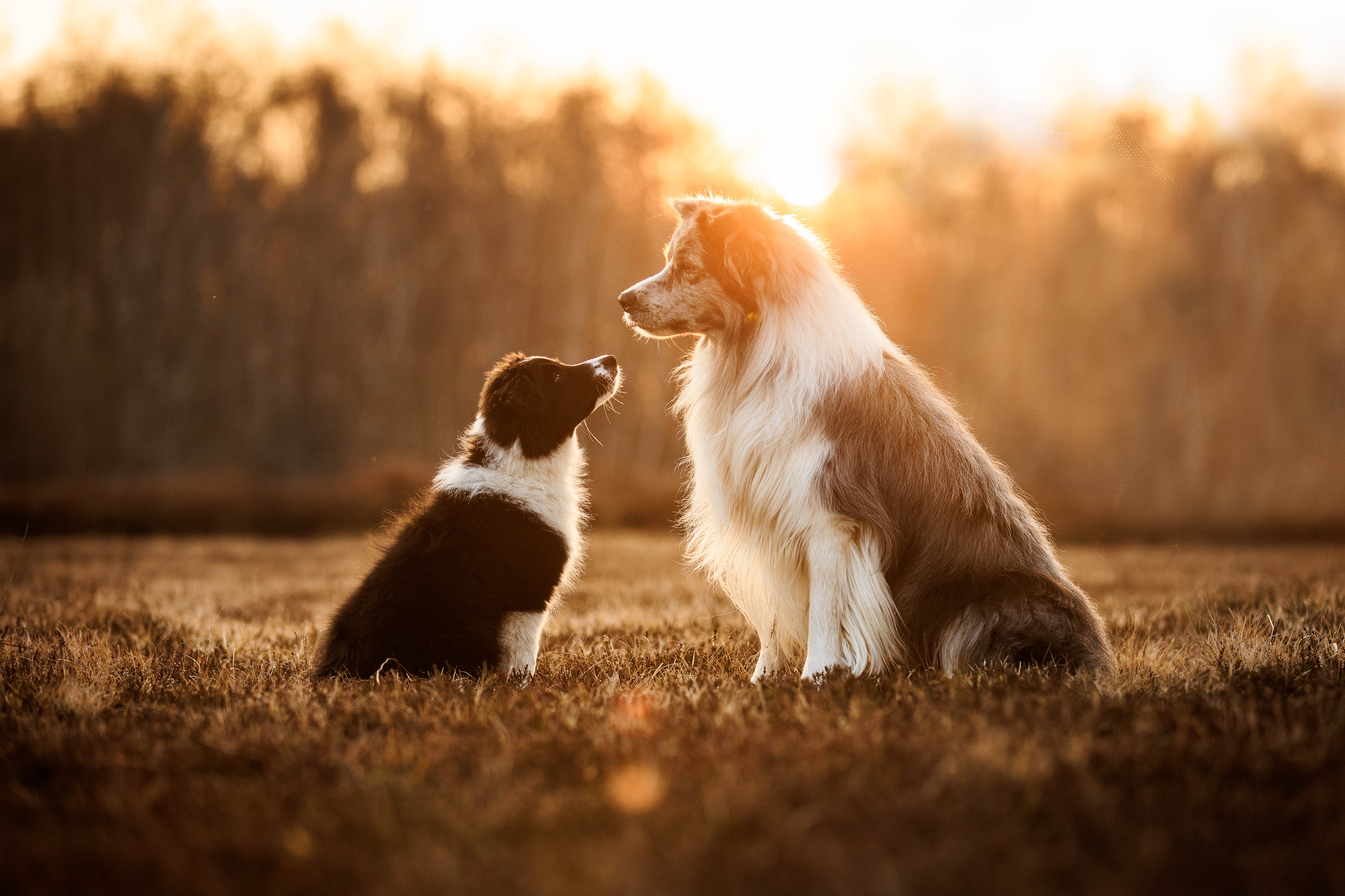 _K6A6017-Bearbeitet