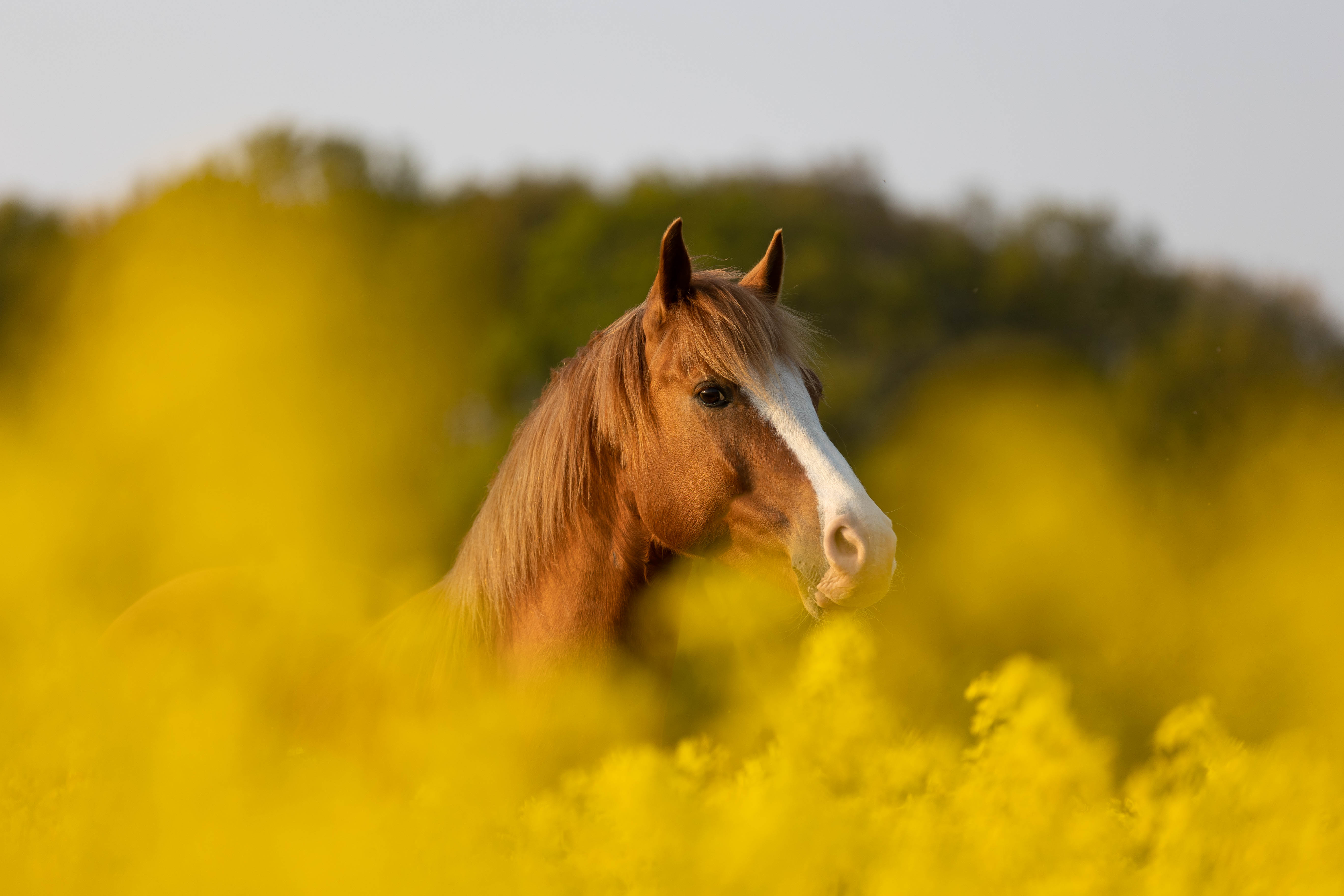 _K6A7356-Bearbeitet