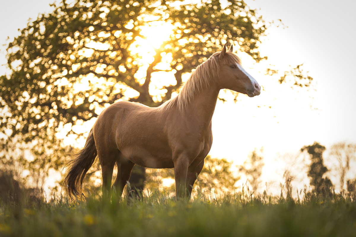 _K6A7538-Bearbeitet
